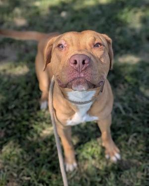 A brown dog with a white chest and paws, wearing a collar, standing on grass and looking up at the camera.