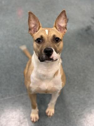 A brown and white dog with pointed ears and a white stripe on its face, sitting on a gray floor.
