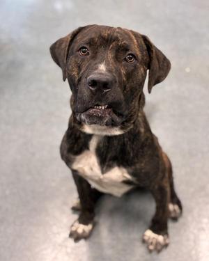 Bud, Mastiff, young, available for adoption