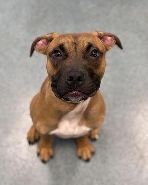 Cooper From the Dog Park, Shepherd / Pit Bull Terrier, young, available for adoption