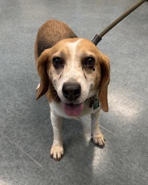 Coco Chanel, Beagle, adult, available for adoption