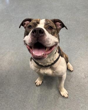 A happy dog with a white and brown coat, wearing a black collar, sitting on a gray floor with its mouth open and tongue out.