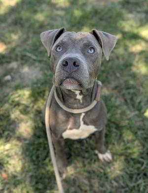 A gray pit bull with blue eyes and a white chest, wearing a collar, sitting on grass.