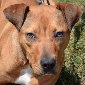 Blossom, American Staffordshire Terrier / Vizsla, young, available for adoption