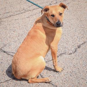Cassian, Yellow Labrador Retriever / Boxer, puppy, available for adoption