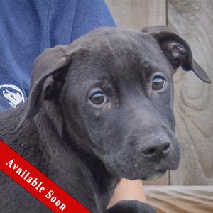Bones, Vizsla / Black Labrador Retriever, puppy, available for adoption