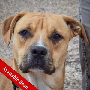 Brinkley, Boxer / Anatolian Shepherd, young, available for adoption