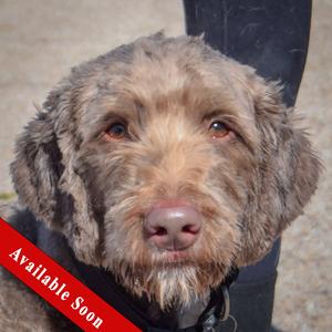 Benjamin, Chocolate Labrador Retriever / Poodle (unknown type), young, available for adoption
