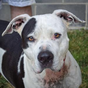 Cade, American Staffordshire Terrier / American Bulldog, young, available for adoption