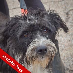 Bindi, Poodle (unknown type) / Wirehaired Fox Terrier, young, available for adoption