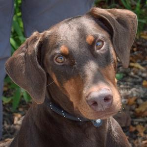 Carlita, Doberman Pinscher, young, available for adoption
