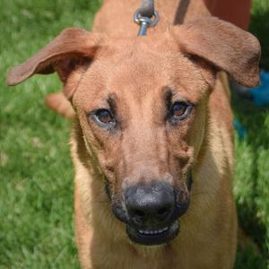 Cedar, Labrador Retriever / German Shepherd Dog, puppy, available for adoption