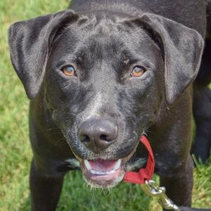 Bodie, Black Labrador Retriever / American Staffordshire Terrier, puppy, available for adoption