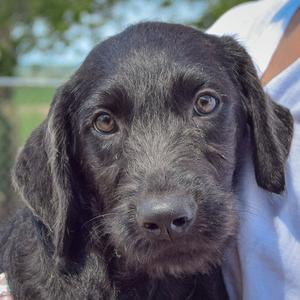 Candice, Irish Wolfhound / Black Labrador Retriever, puppy, available for adoption