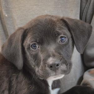 Aero, Boxer / Black Labrador Retriever, puppy, available for adoption