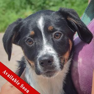 Azure, Black Labrador Retriever / Australian Shepherd, puppy, available for adoption