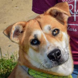 Azriel, German Shepherd Dog / Husky, young, available for adoption
