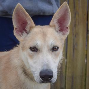 Bradley, German Shepherd Dog / Husky, puppy, available for adoption