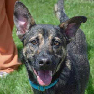 Aro, German Shepherd Dog, young, available for adoption
