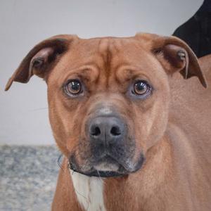 Bubba, Yellow Labrador Retriever / Vizsla, young, available for adoption