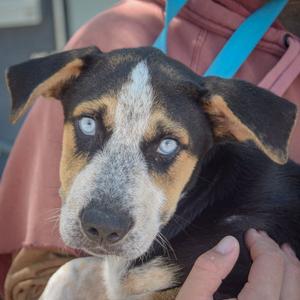 Bernie, Australian Shepherd / German Shepherd Dog, puppy, available for adoption