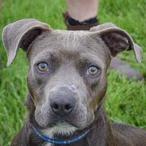 Blue Jean, Boxer / American Staffordshire Terrier, puppy, available for adoption