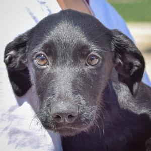 Ashley, Irish Wolfhound / Black Labrador Retriever, puppy, available for adoption