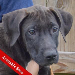 Boo, Vizsla / Black Labrador Retriever, puppy, available for adoption
