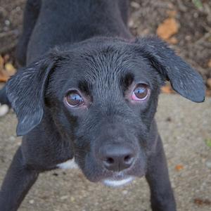 A close-up of a black puppy with large, expressive eyes looking directly at the camera.