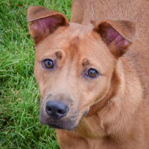 Butterfly, German Shepherd Dog / Patterdale Terrier (Fell Terrier), puppy, available for adoption