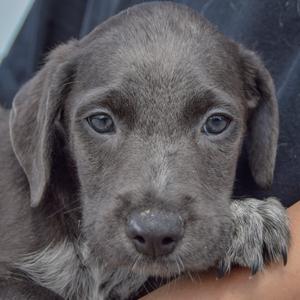 A close-up of a gray puppy with blue eyes, resting its head on a person's hand.