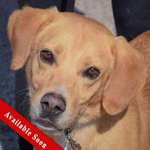 Ace, Yellow Labrador Retriever, young, available for adoption