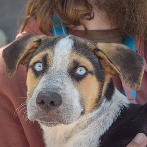 Austin, Australian Shepherd / German Shepherd Dog, puppy, available for adoption