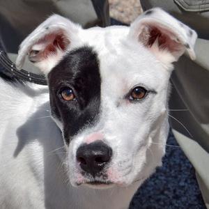 Buddy, Boxer / American Staffordshire Terrier, puppy, available for adoption