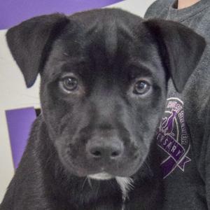 Bates, American Staffordshire Terrier / Black Labrador Retriever, puppy, available for adoption
