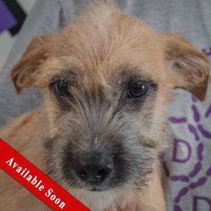 Arrow, Shih Tzu / Wirehaired Fox Terrier, puppy, available for adoption