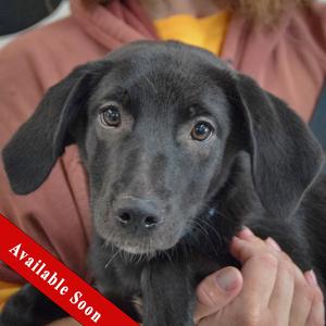 Bonita, Black Labrador Retriever / Beagle, puppy, available for adoption