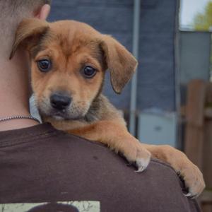 A brown puppy with floppy ears resting on a person's shoulder.