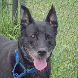 Binx, Black Labrador Retriever / Boxer, adult, available for adoption