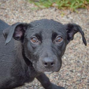 A black puppy with brown eyes looking directly at the camera.