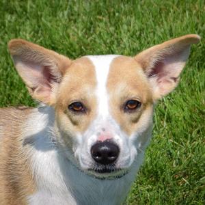 Boop, Border Collie / Fox Terrier, young, available for adoption