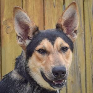 Brian, German Shepherd Dog / Collie, puppy, available for adoption