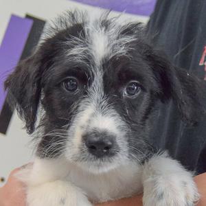 a black and white puppy being held by a person