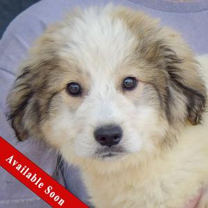 Cherry, Great Pyrenees / Collie, puppy, available for adoption