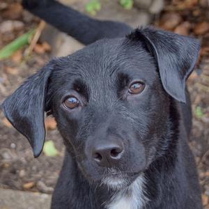 Close-up of a black dog with brown eyes looking directly at the camera