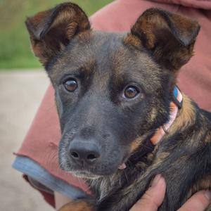 A close-up of a brown and black puppy with large, expressive eyes, being held by a person wearing a pink shirt.