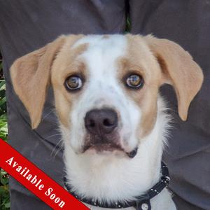 Clancy, Coonhound / English Foxhound, young, available for adoption