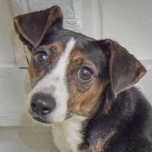 A close-up of a dog with a black, brown, and white coat, looking directly at the camera.