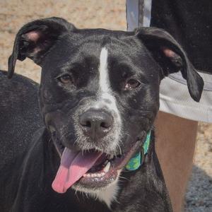 A black dog with a white stripe on its face, wearing a green collar, and sticking out its tongue.