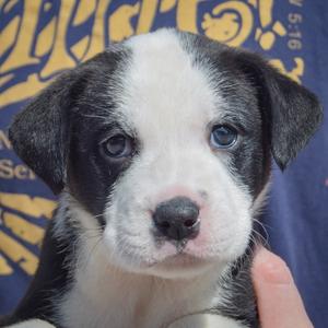Bluegill, American Bulldog / Black Labrador Retriever, puppy, available for adoption